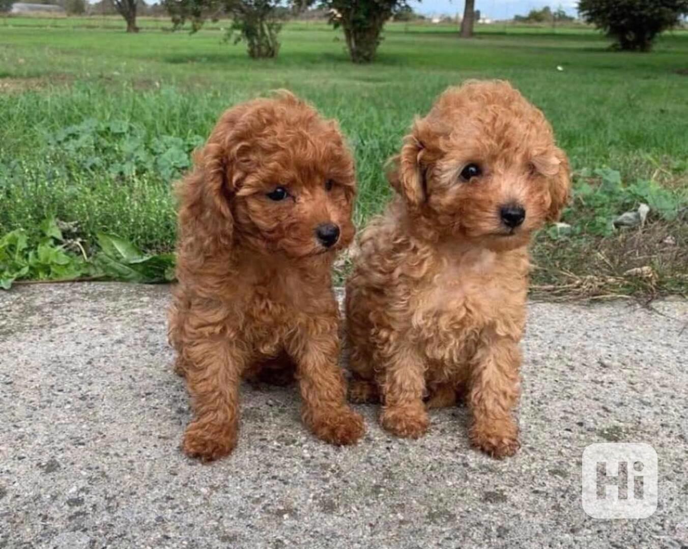 Štěňata toy pudla připravená k adopci. Štěňata byla vychován - foto 1
