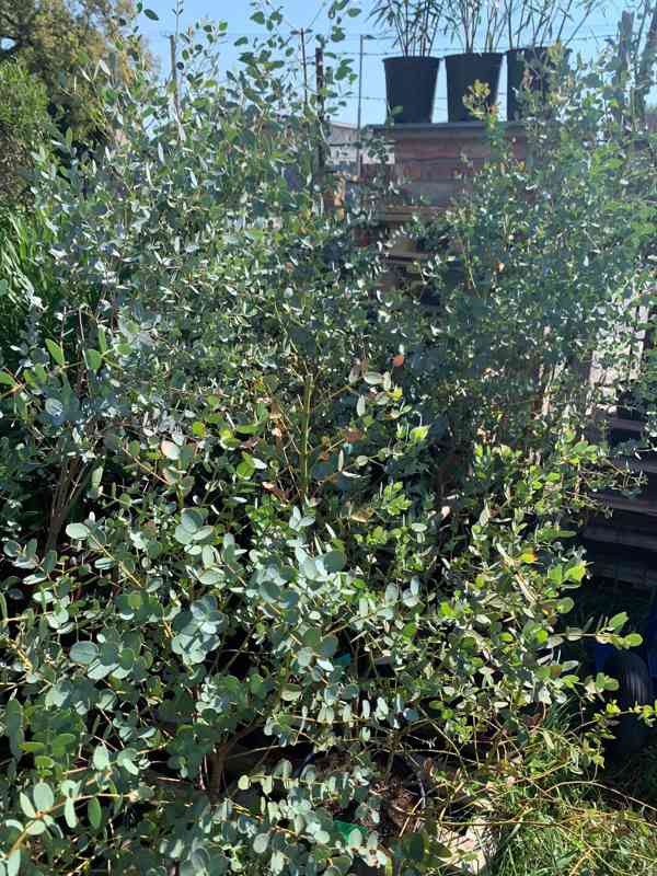 Eucalyptus gunnii - foto 2