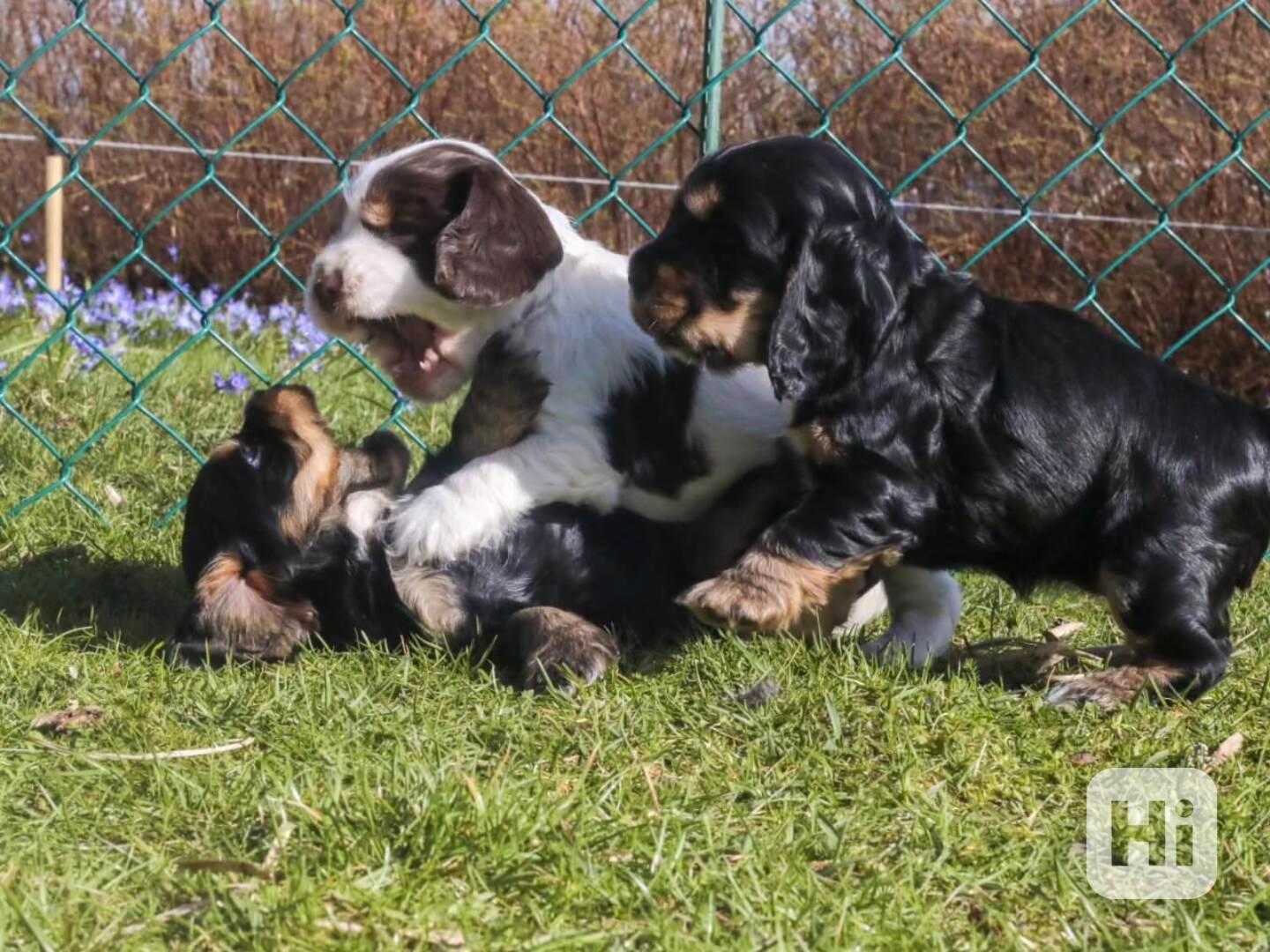 🐶 Rozkošná štěňátka kokršpaněla - foto 1