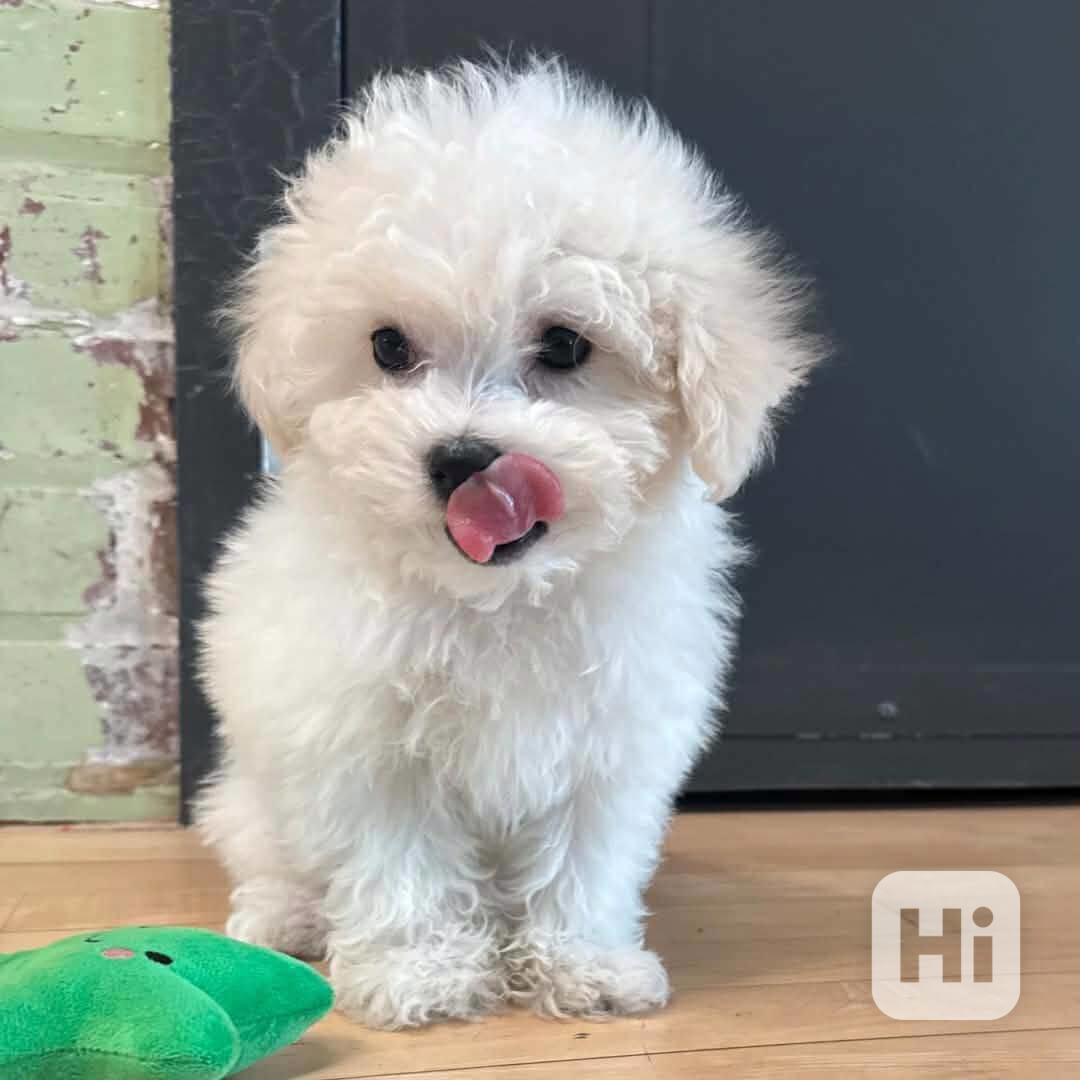 Máme na prodej bišonka frise - foto 1