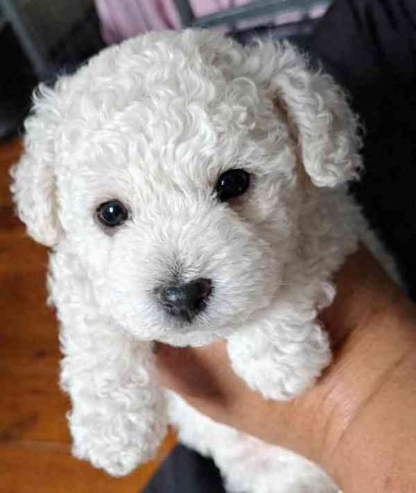 Máme na prodej bišonka frise - foto 3