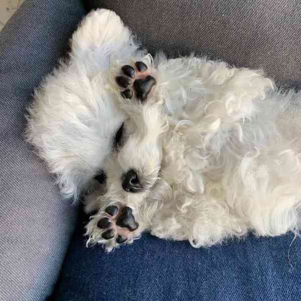 Máme na prodej bišonka frise - foto 2