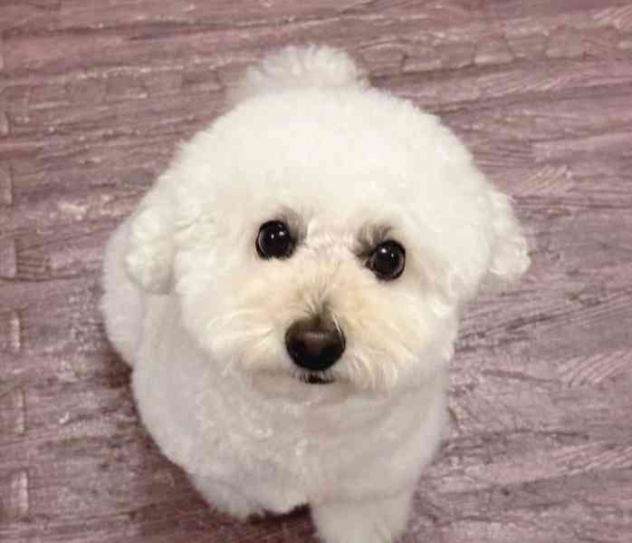 Máme na prodej bišonka frise - foto 4