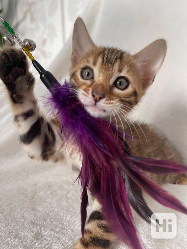 Rozkošná, malá bengálská koťátka s doklady k adopci - foto 1