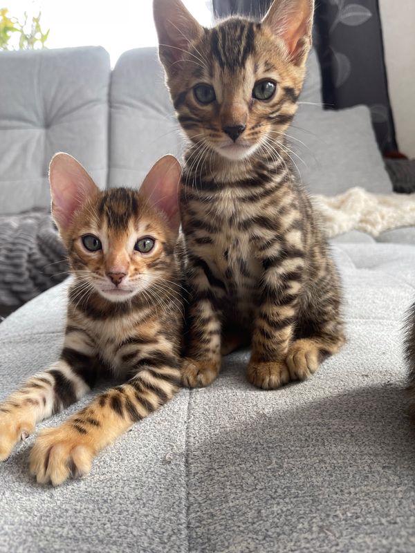 Rozkošná, malá bengálská koťátka s doklady k adopci - foto 2