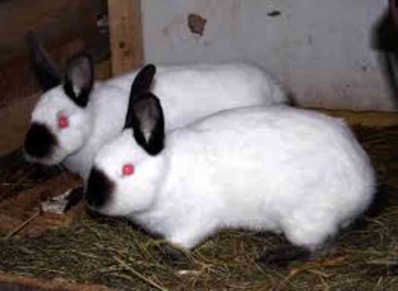 Prodej králíků - foto 2