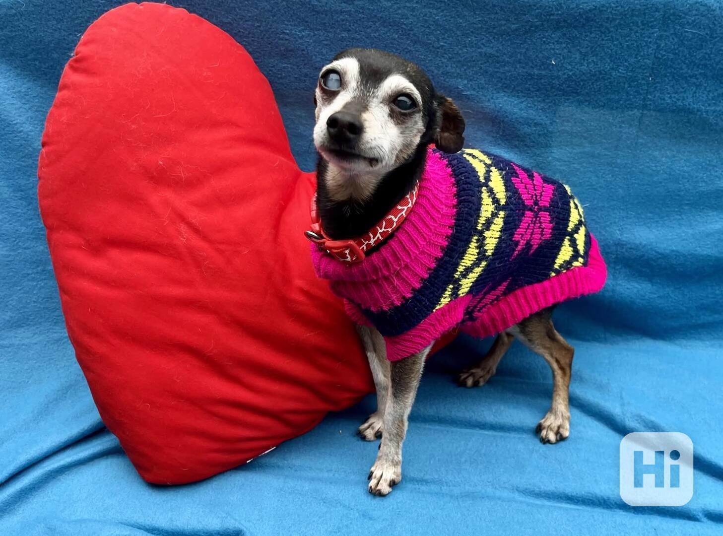 RONÍČEK - 3 kg, kastrovaný psík 13 let  - foto 1