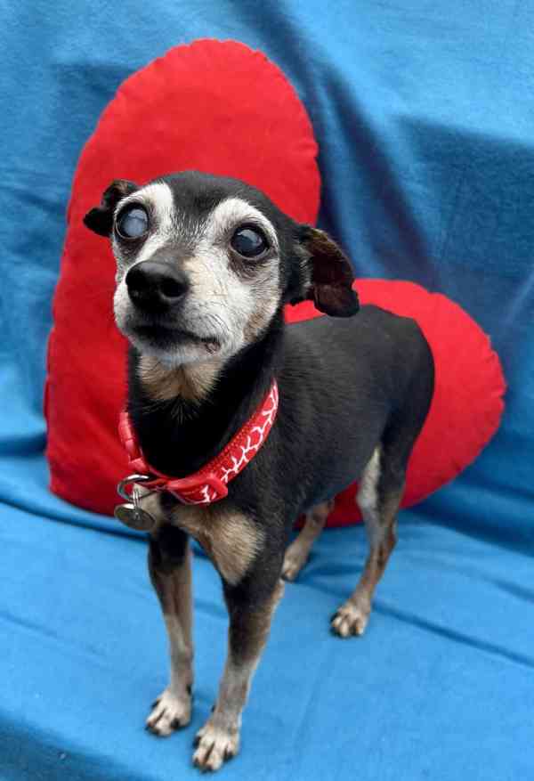 RONÍČEK - 3 kg, kastrovaný psík 13 let  - foto 3