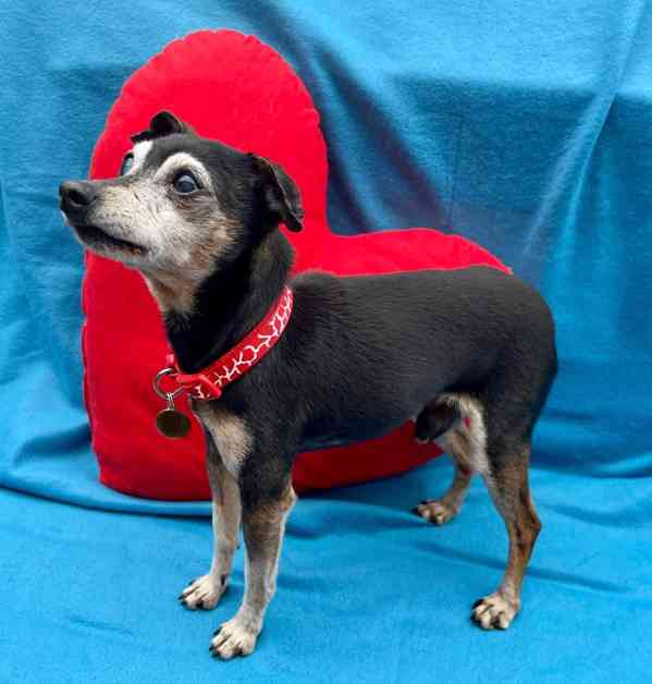 RONÍČEK - 3 kg, kastrovaný psík 13 let  - foto 4