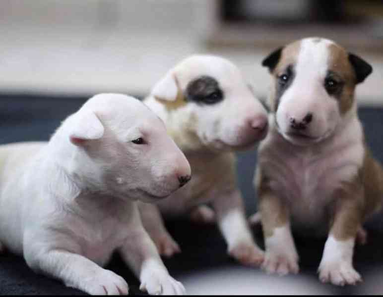 Nádherná štěňata bulteriéra - foto 1