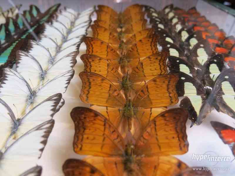 Entomologická výstava, OTROKOVICE, 26.1.2019 - foto 6