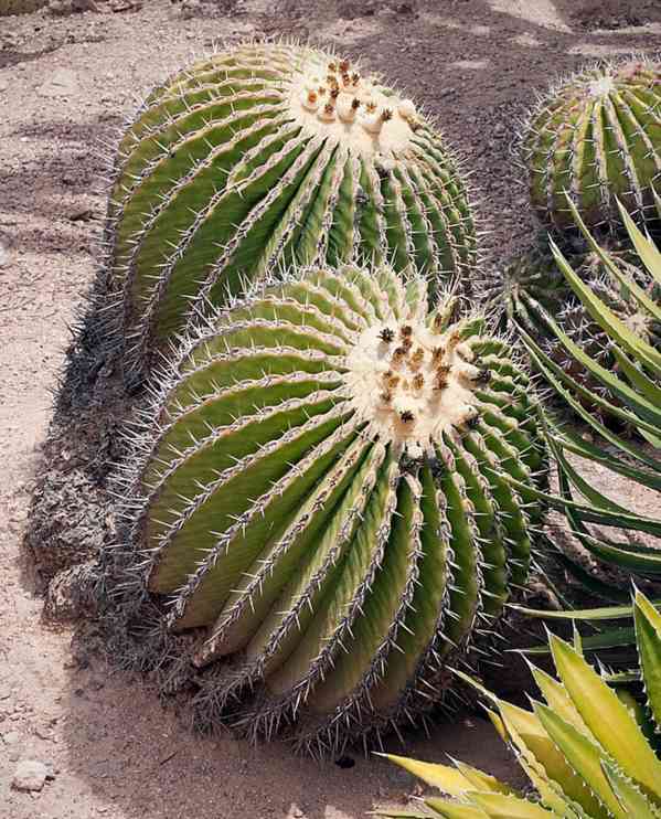 kaktus Echinocactus platyacanthus - foto 1