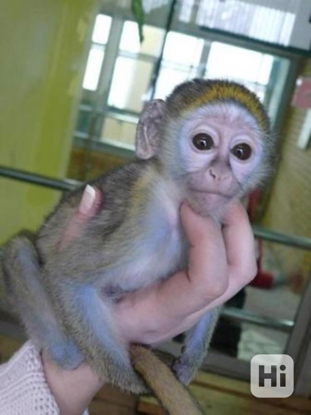  Roztomilé kapucínské opice na prodej - foto 1