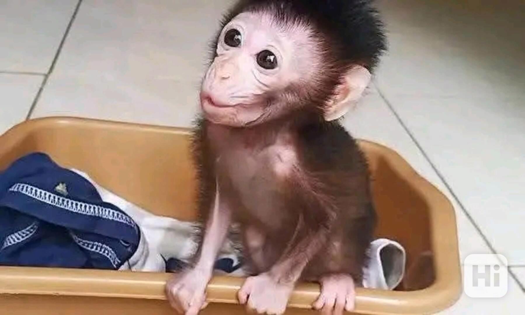   Úžasná dívka kapucínka - foto 1