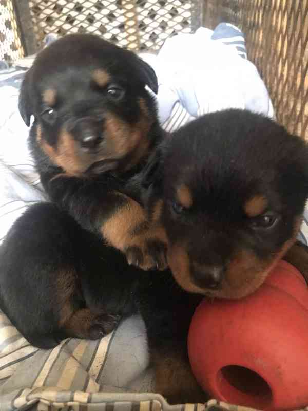 Dárek štěňata rotvajlera k adopci zdarma   - foto 2