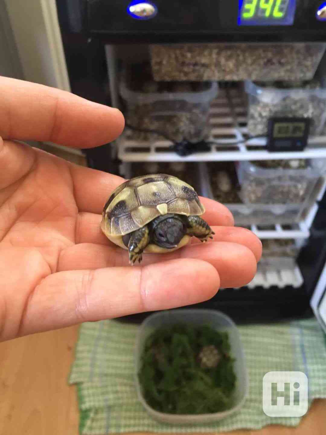 Prodám mláďátka želvy zelenavé Testudo hermanni - foto 1