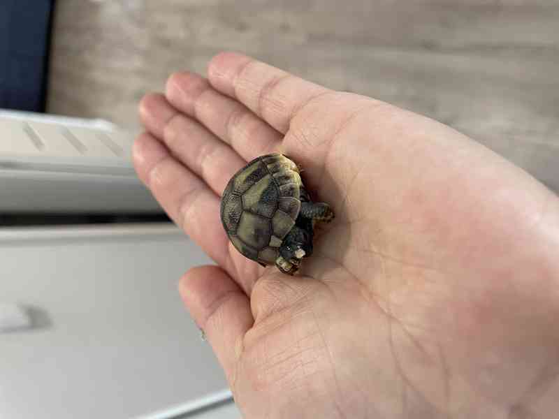 Prodám mláďátka želvy zelenavé Testudo hermanni - foto 3