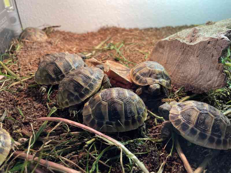 Prodám mláďátka želvy zelenavé Testudo hermanni - foto 4