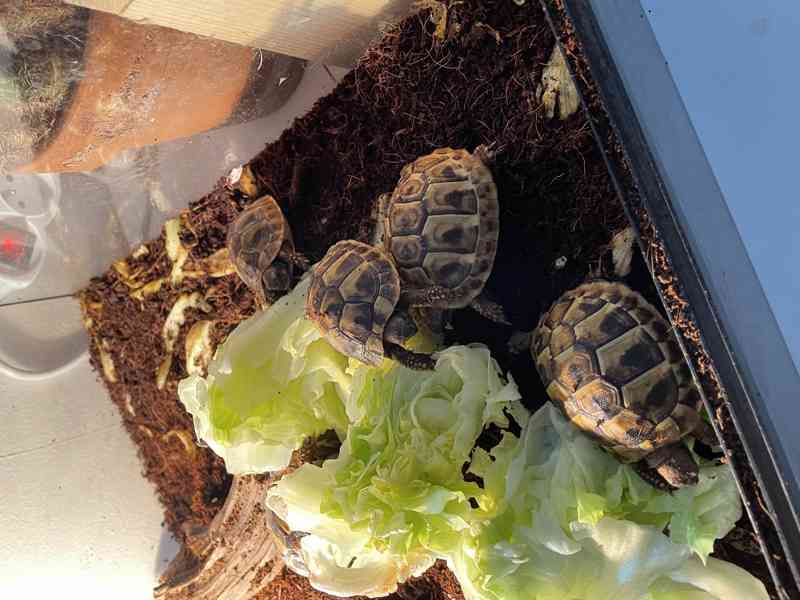 Prodám mláďátka želvy zelenavé Testudo hermanni - foto 2