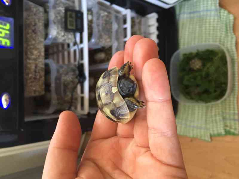 Prodám mláďátka želvy zelenavé Testudo hermanni