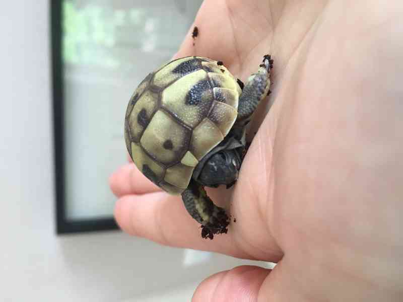 Prodám mláďátka želvy zelenavé Testudo hermanni - foto 6