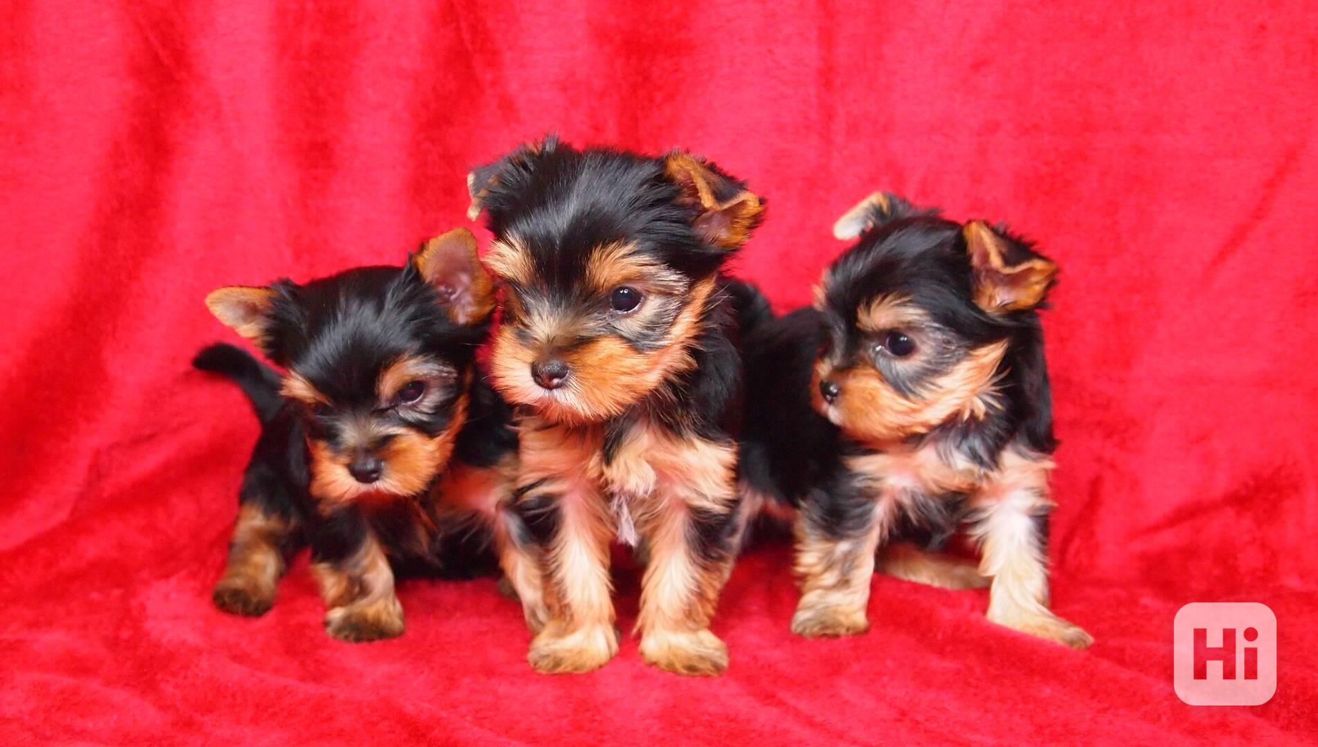 Jorkšírský teriér s PP-FCI - foto 1