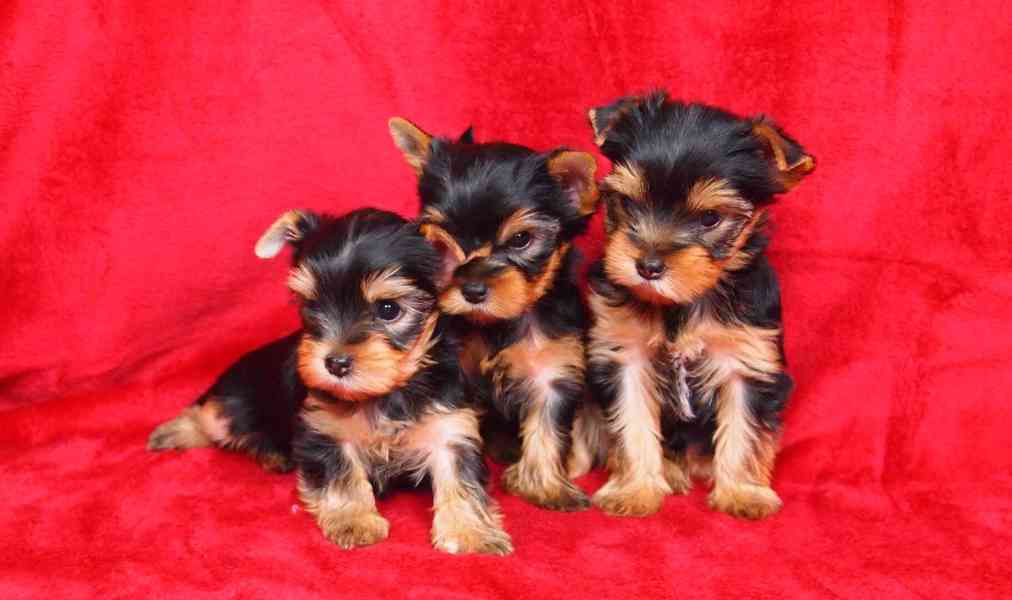 Jorkšírský teriér s PP-FCI - foto 4