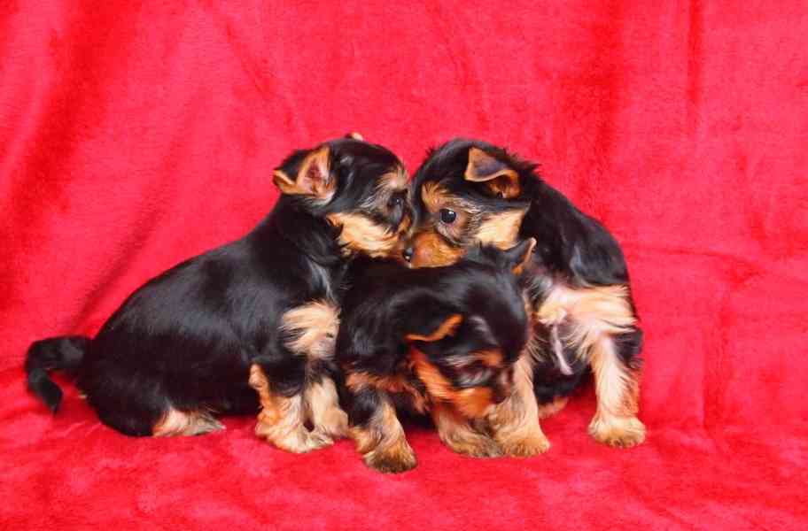 Jorkšírský teriér s PP-FCI - foto 3