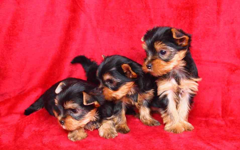 Jorkšírský teriér s PP-FCI - foto 2