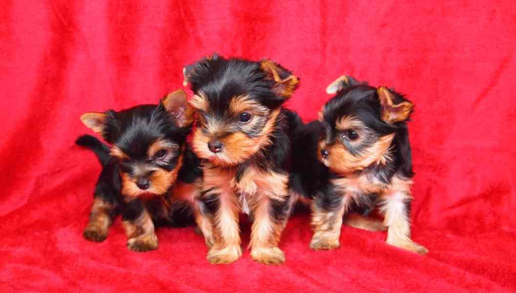 Jorkšírský teriér s PP-FCI - foto 1