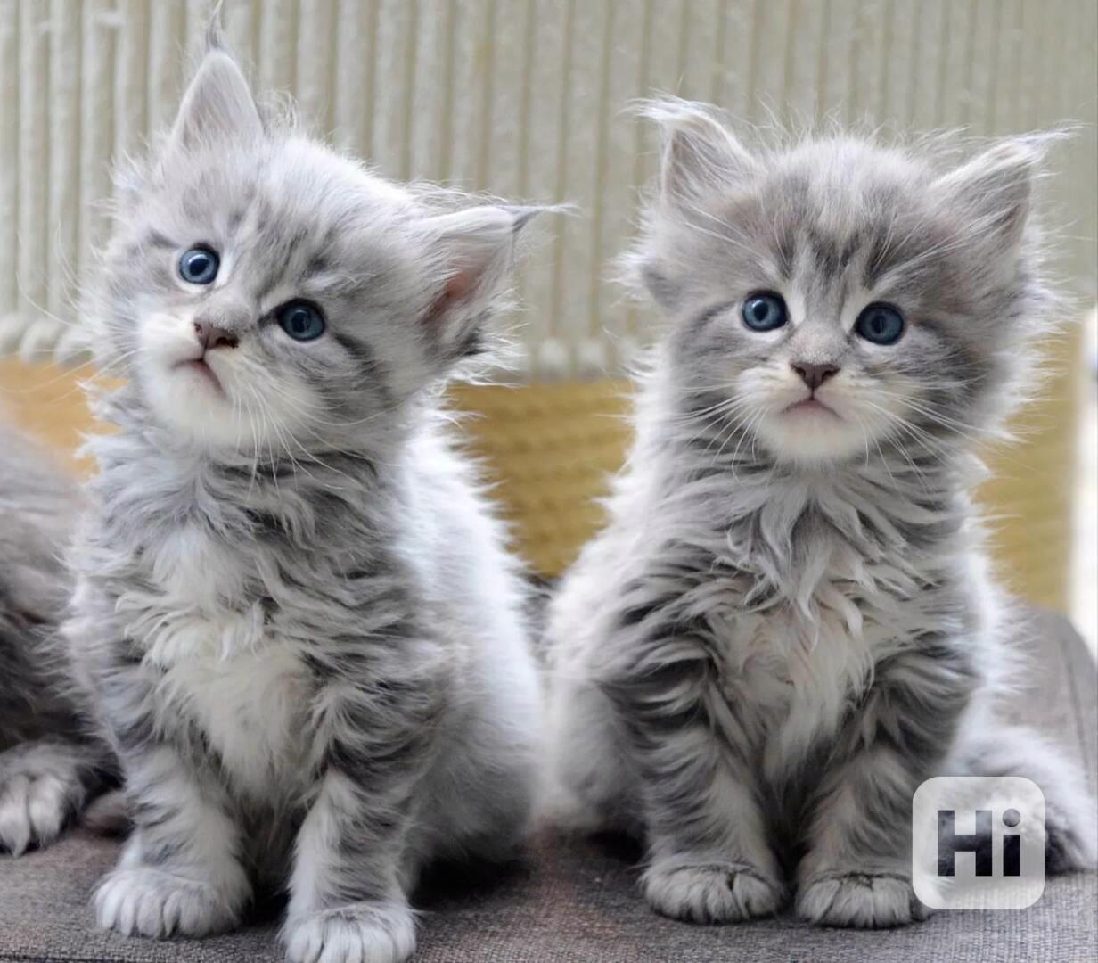 Zdravé malé Mainská mývalí koťata na prodej - foto 1