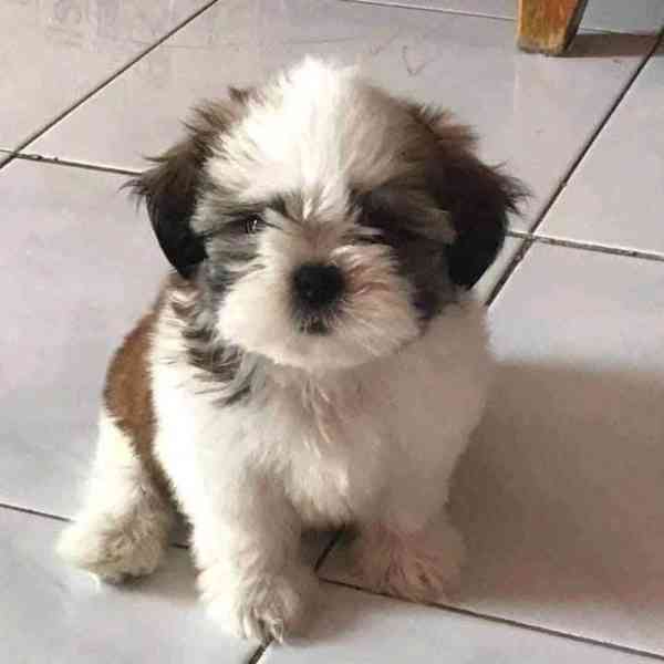 Dárek štěňátka shih tzu k adopci zdarma  