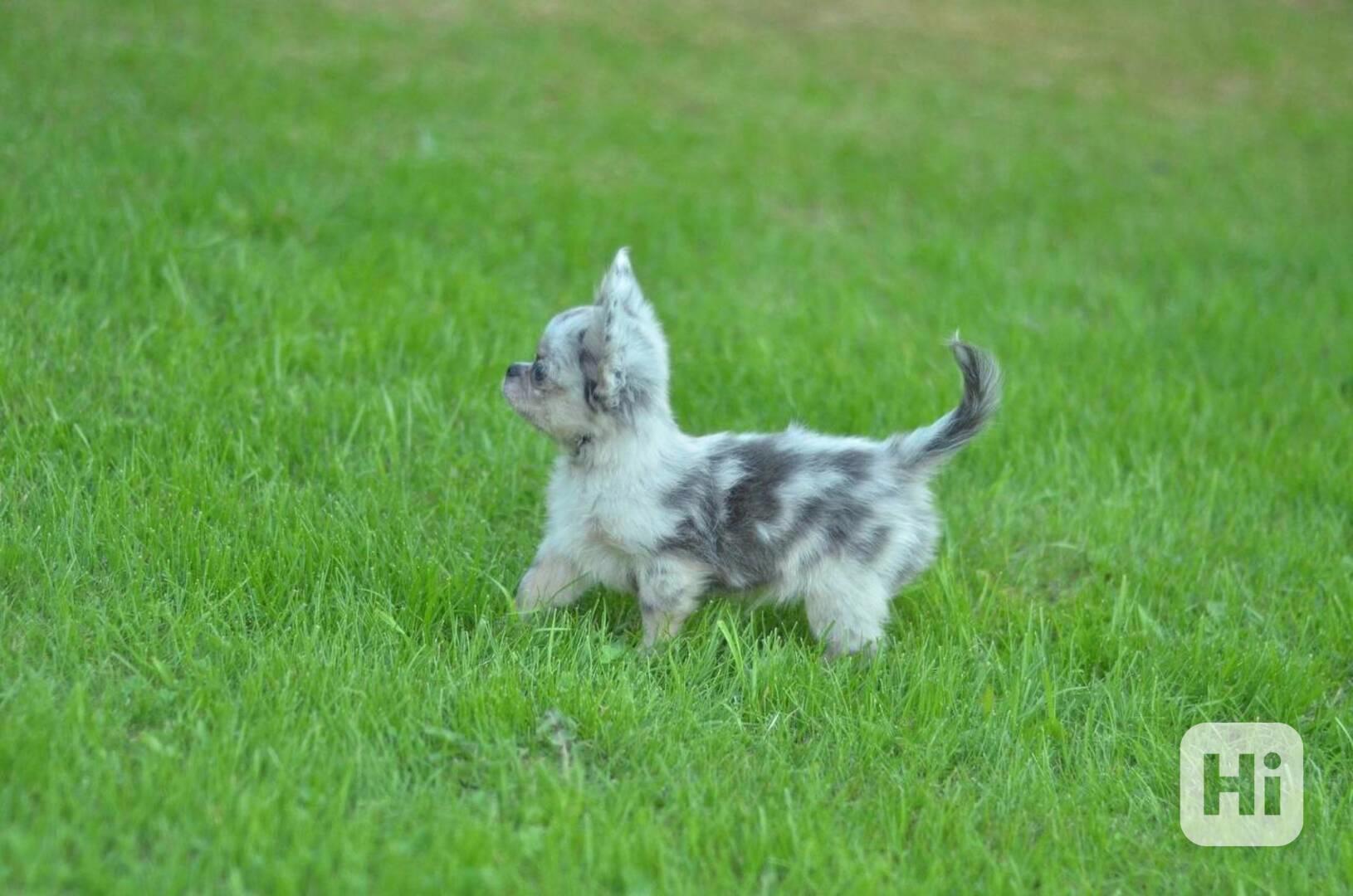 Rozkošné štěně čivavy hledá domov navždy - foto 1