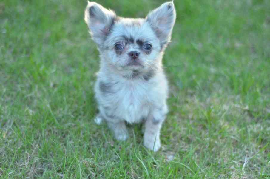 Rozkošné štěně čivavy hledá domov navždy - foto 8