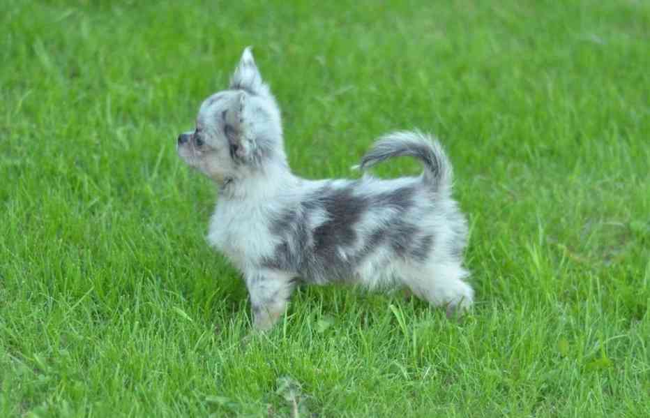 Rozkošné štěně čivavy hledá domov navždy - foto 4