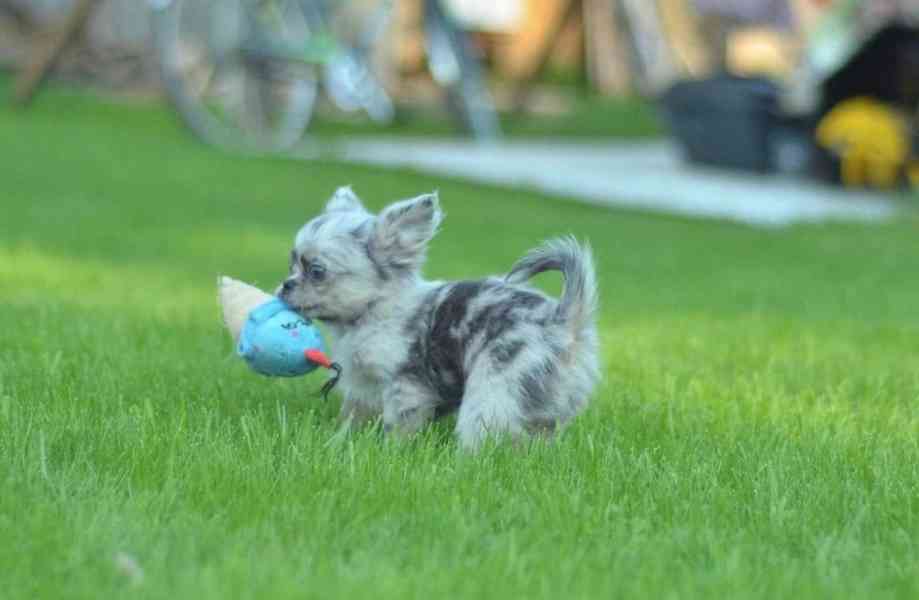Rozkošné štěně čivavy hledá domov navždy - foto 5