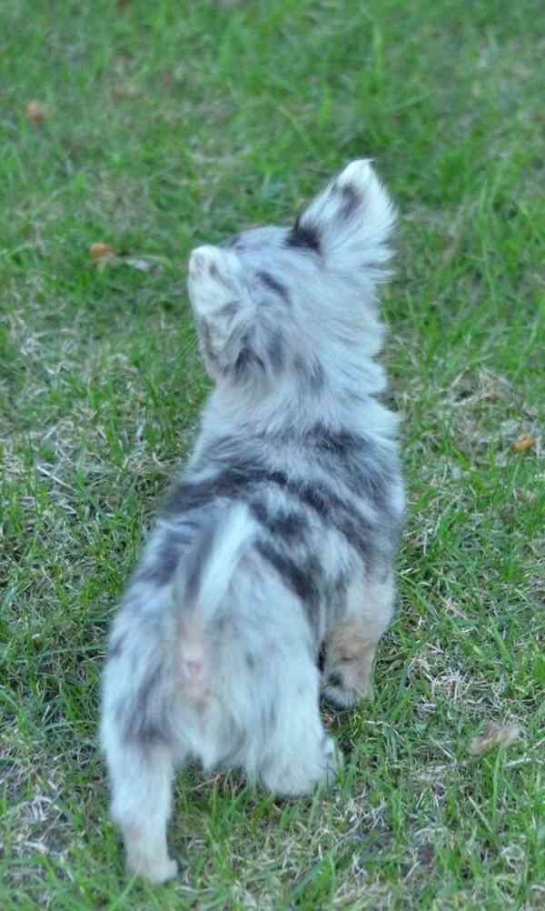 Rozkošné štěně čivavy hledá domov navždy - foto 6