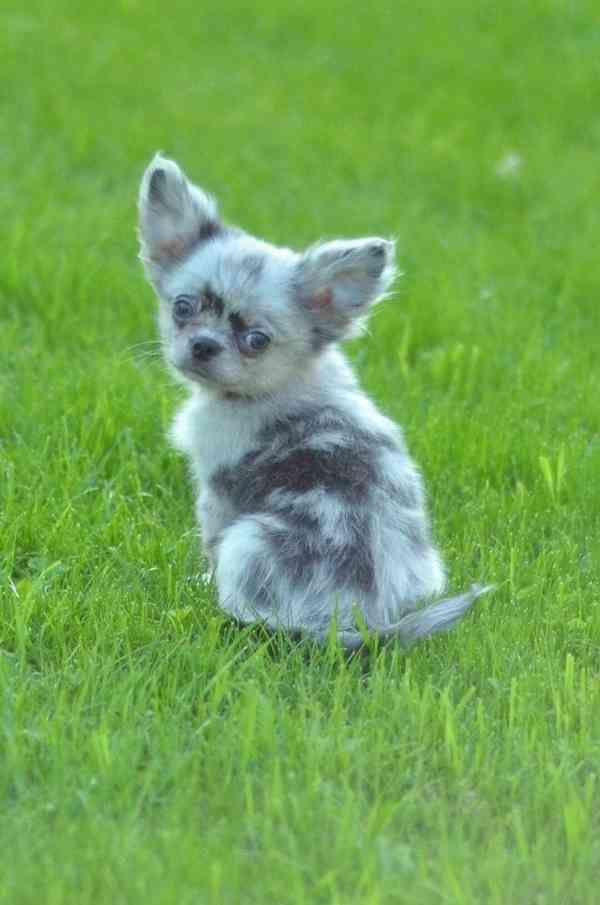 Rozkošné štěně čivavy hledá domov navždy - foto 3