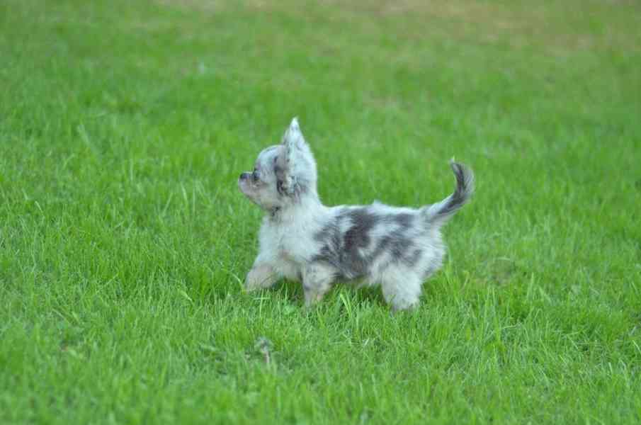 Rozkošné štěně čivavy hledá domov navždy - foto 7