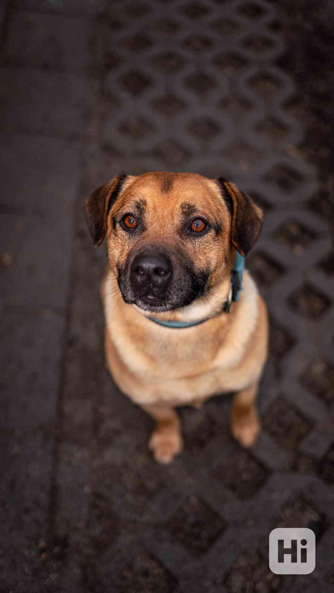 Benula - moc hodný a klidný pejsek, 7 let - foto 1