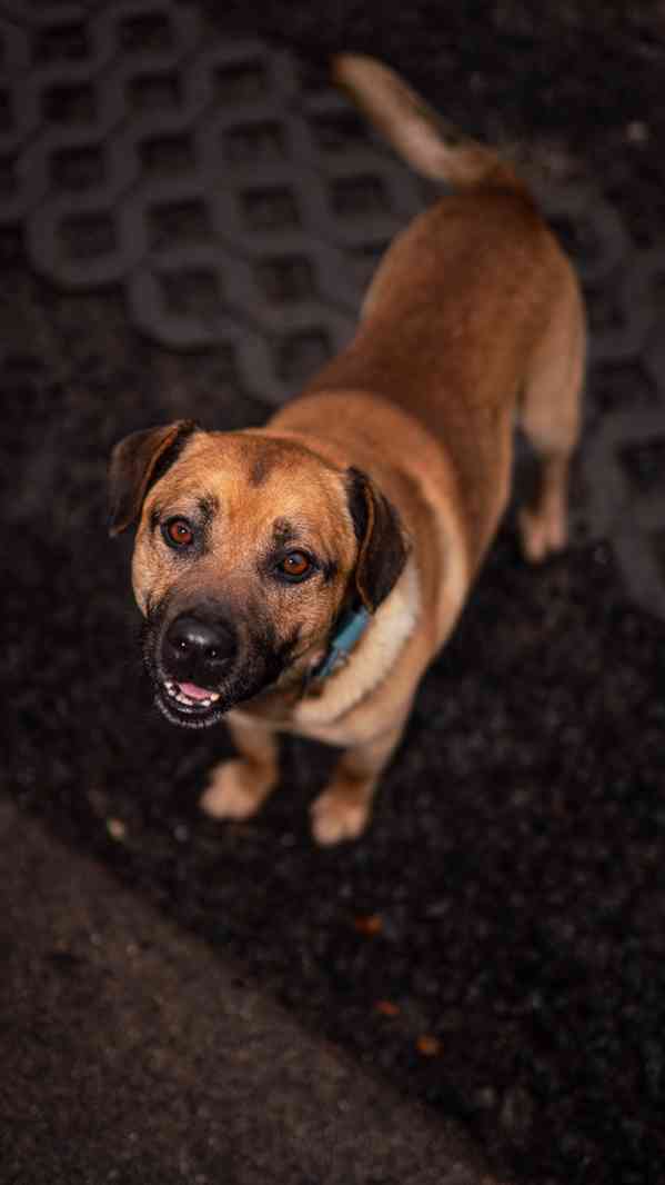 Benula - moc hodný a klidný pejsek, 7 let - foto 4