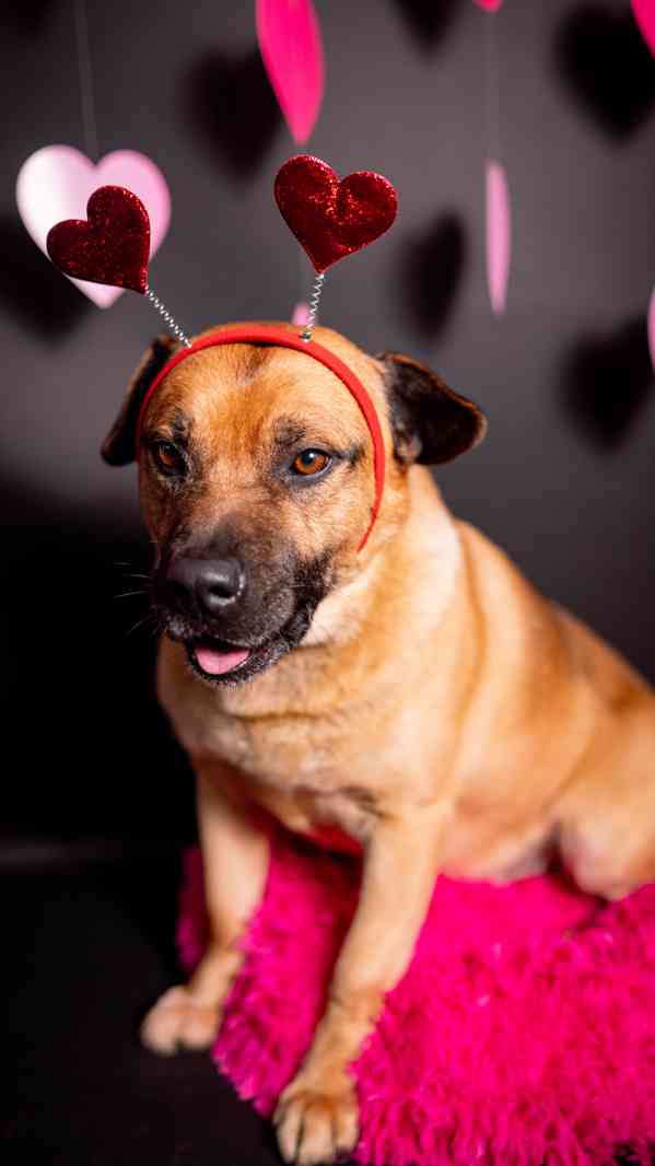 Benula - moc hodný a klidný pejsek, 7 let - foto 6