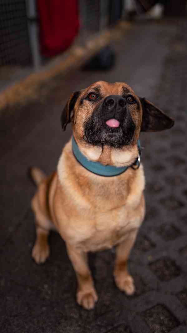 Benula - moc hodný a klidný pejsek, 7 let - foto 3