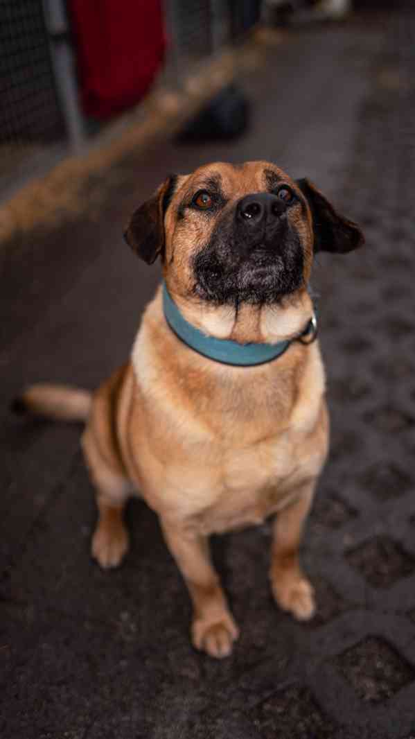 Benula - moc hodný a klidný pejsek, 7 let - foto 2