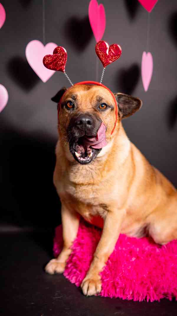 Benula - moc hodný a klidný pejsek, 7 let - foto 5