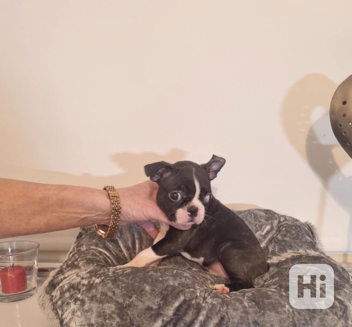 Excellent Boston Terriers - foto 1