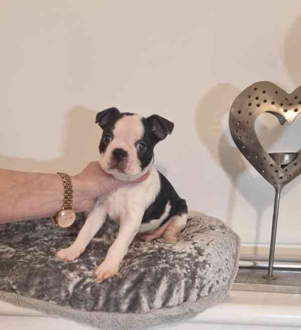 Excellent Boston Terriers - foto 3