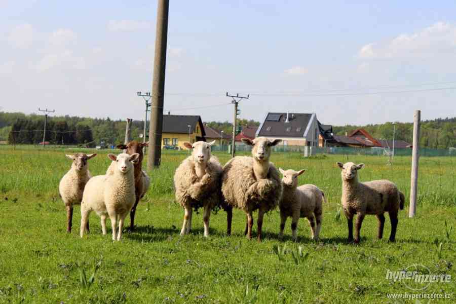 Ruším chov ovcí a koz - foto 2