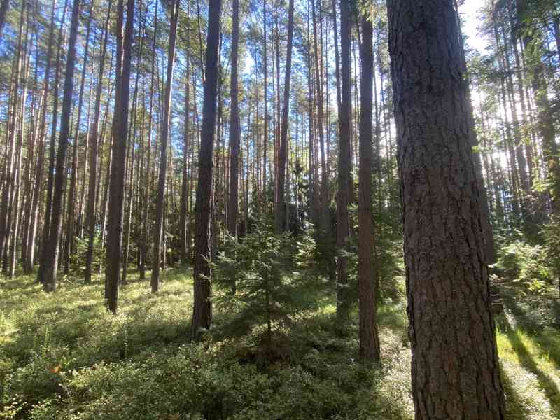 Lesní pozemek Žíšov u Veselí nad Lužnicí - foto 6