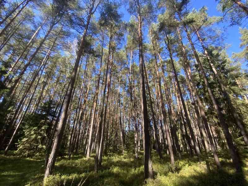 Lesní pozemek Žíšov u Veselí nad Lužnicí - foto 9